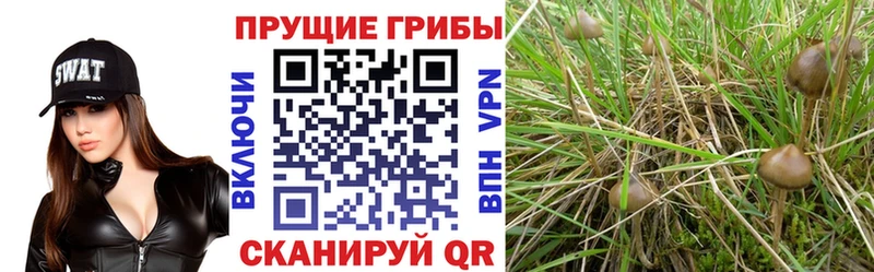 Псилоцибиновые грибы мухоморы  Саянск 